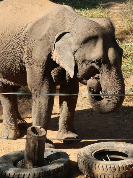 Elephant looking for treats