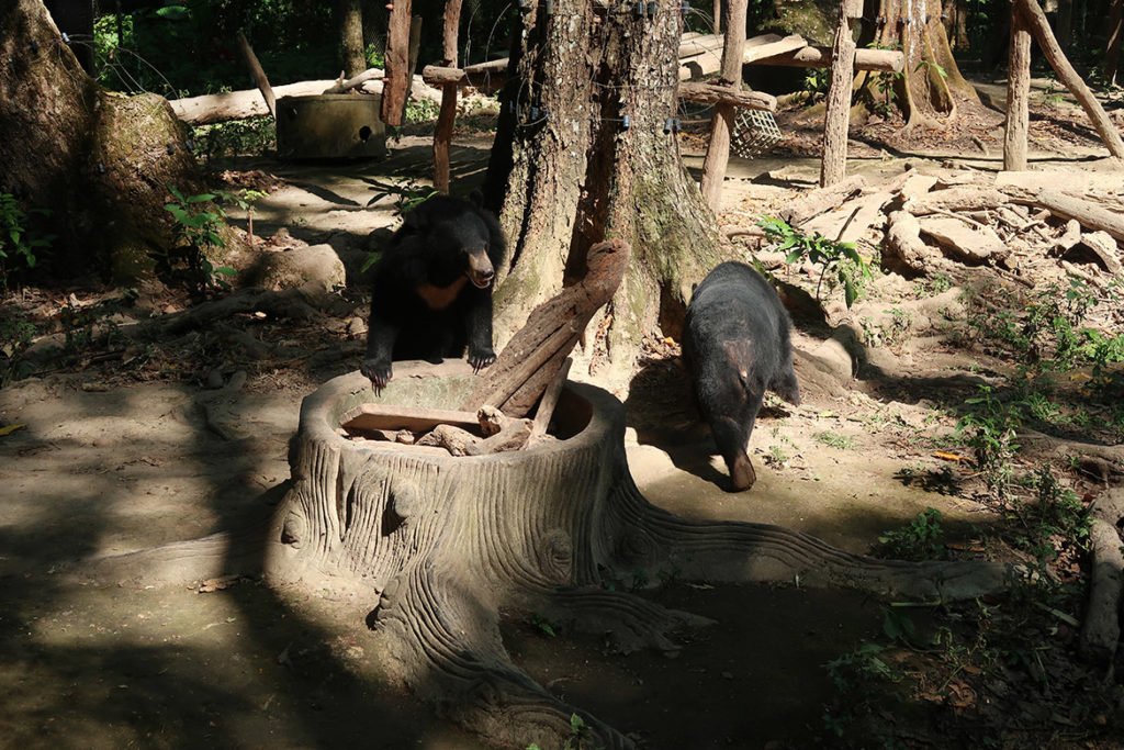 Bear Rescue Centre
