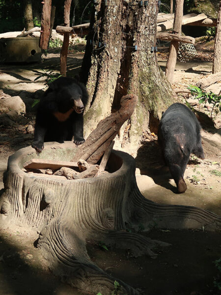 Bear Rescue Centre