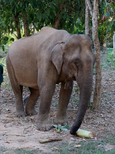 Elephant Conservation Centre