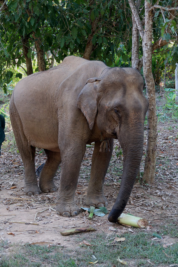 Elephant Conservation Centre