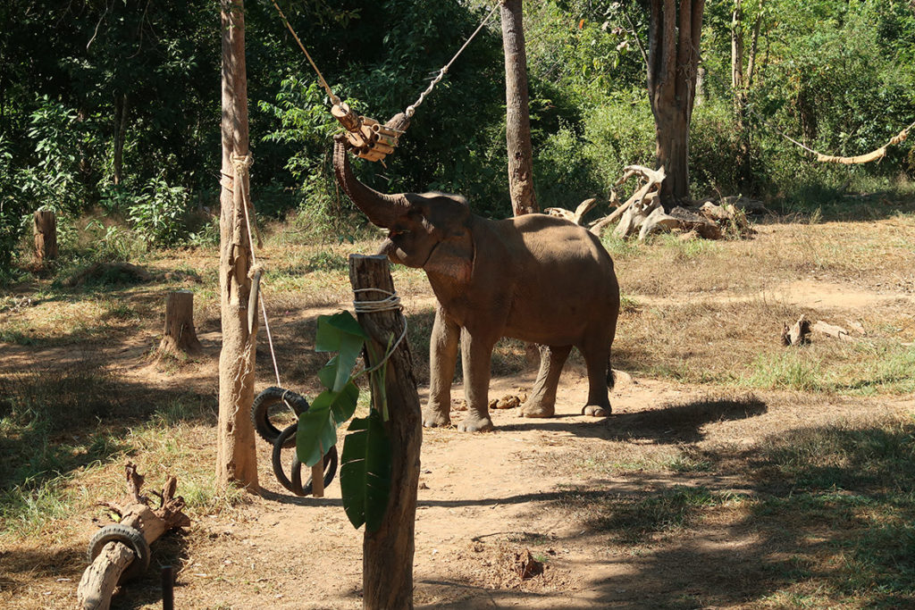 Elephant looking for treats