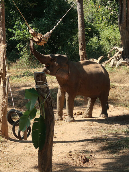 Elephant looking for treats