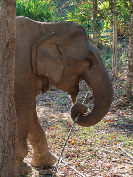 Elephant Conservation Centre