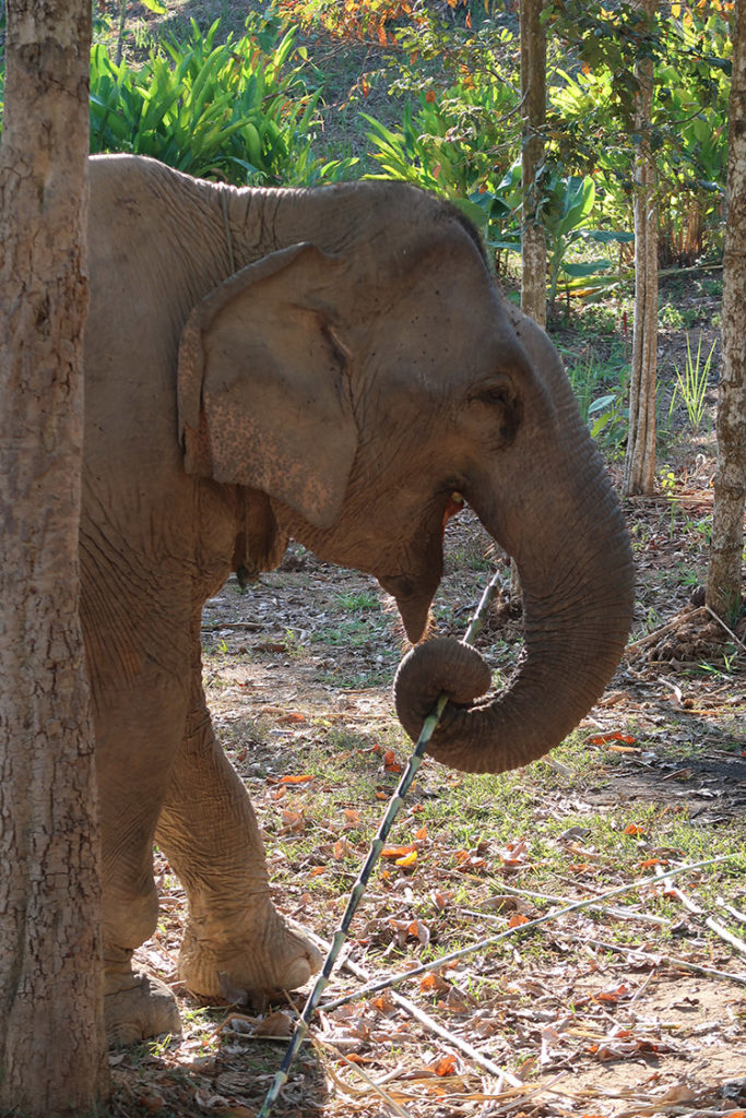 Elephant Conservation Centre