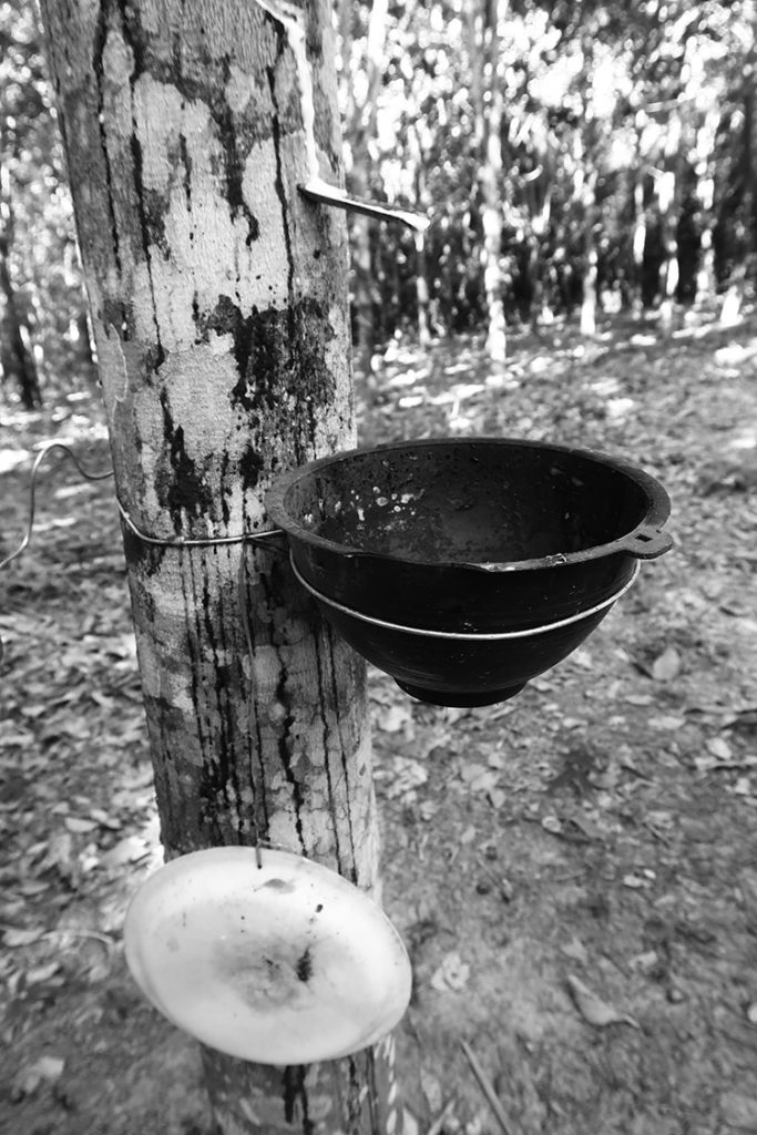 Rubber tree