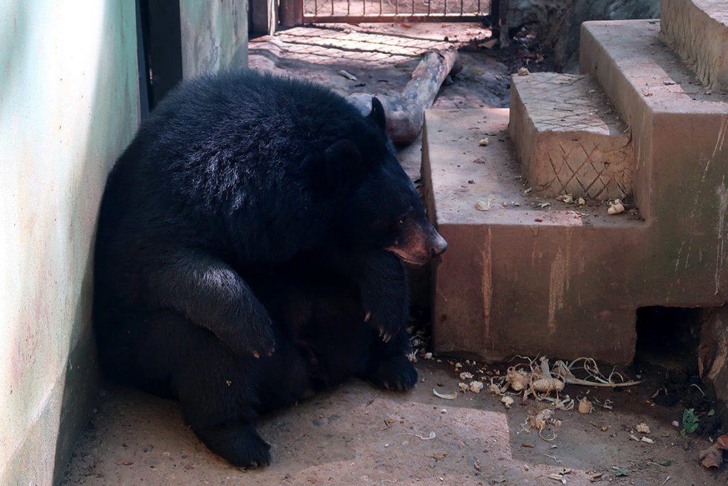 Bear Rescue Centre