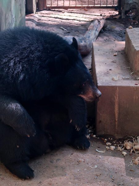 Bear Rescue Centre