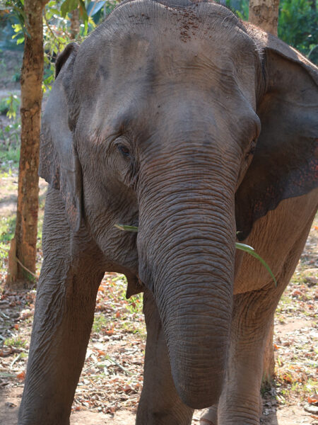 Elephants eating