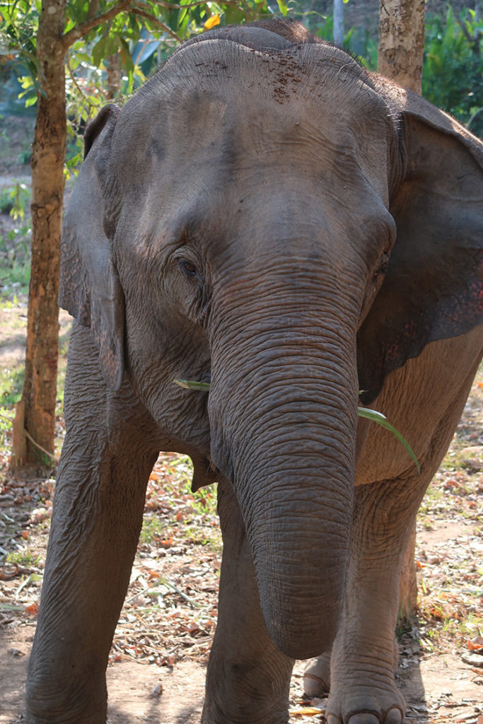 Elephants eating