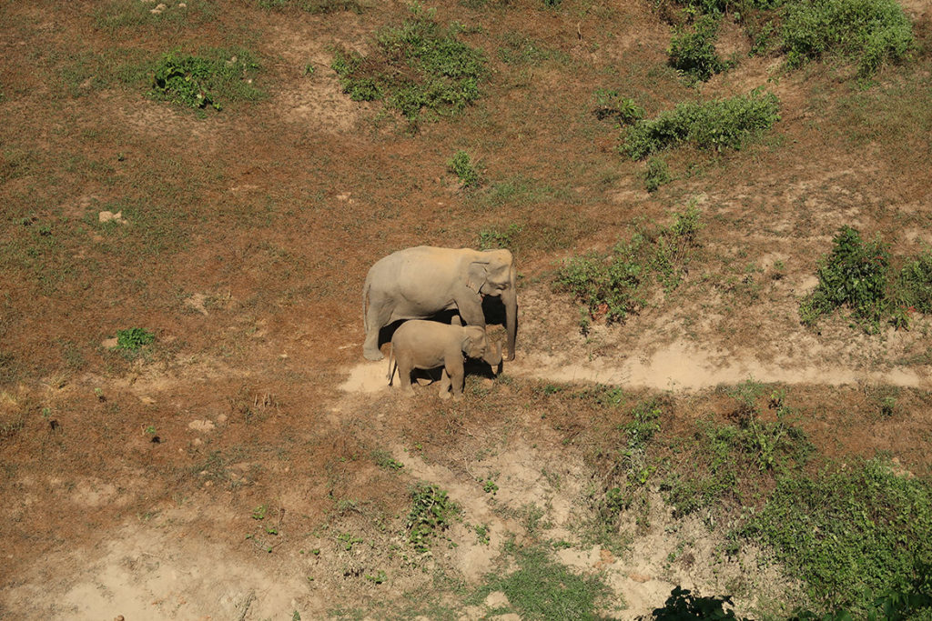 Watching elephants
