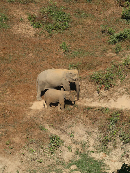 Watching elephants