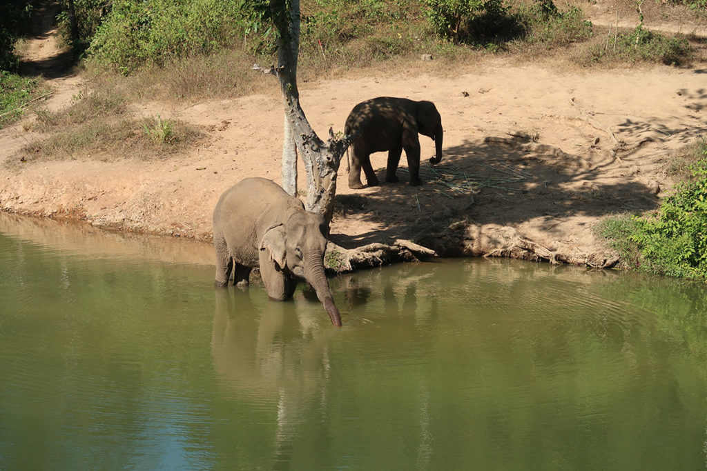 Elephant Conservation Centre