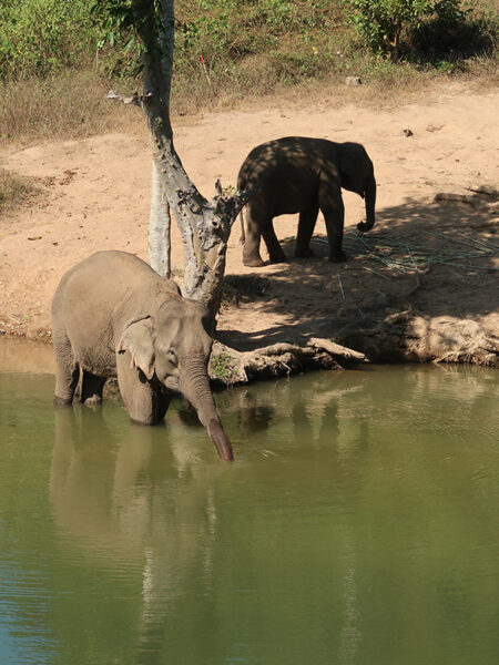 Elephant Conservation Centre