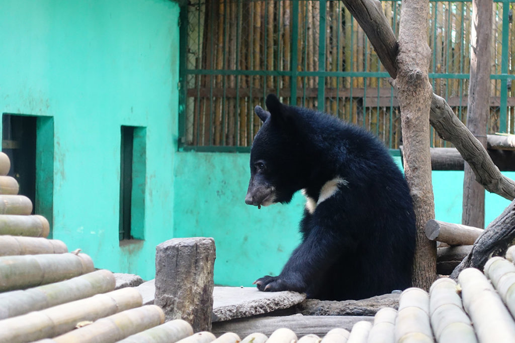 Baby bear (Photo by Carol)