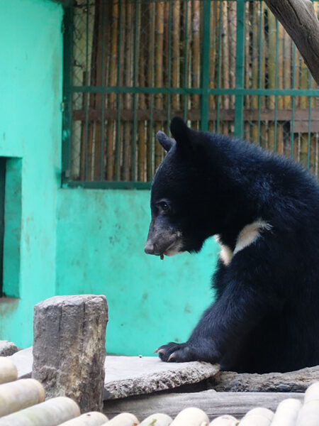 Baby bear (Photo by Carol)