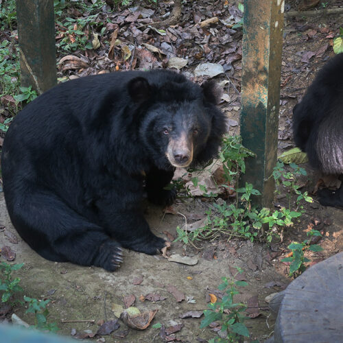 Bear Rescue Centre