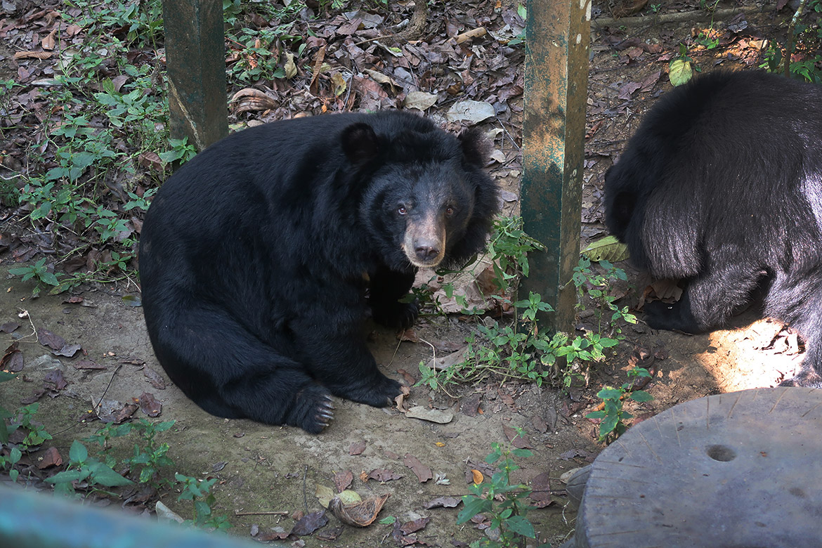 Luang Prabang: Bear Rescue Centre