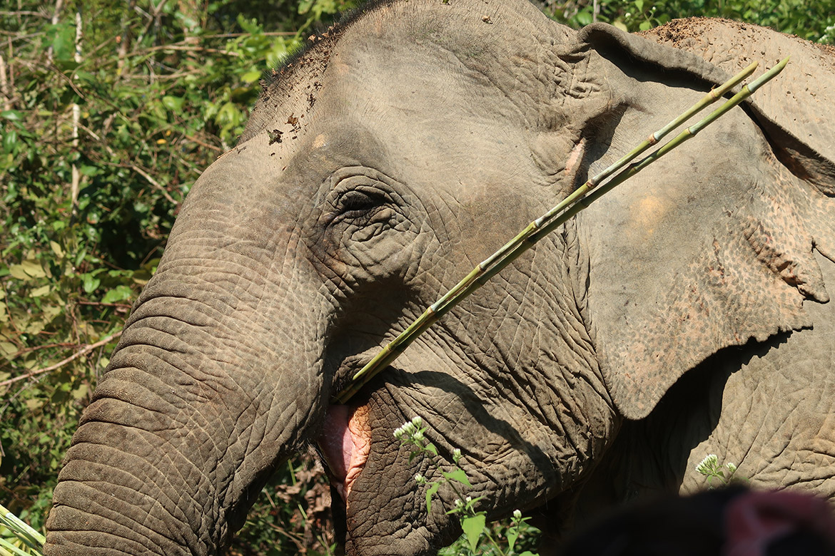 Luang Prabang: Elephant Conservation Centre
