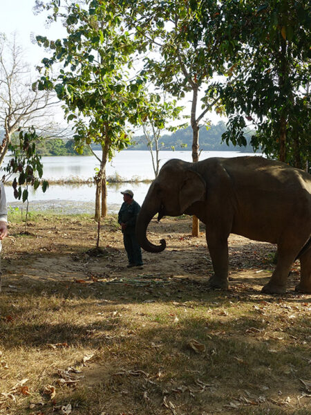 Watching elephants (Photo by Carol)