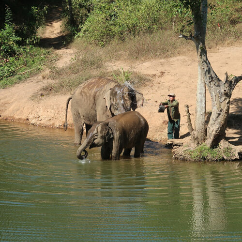 Elephants bathing