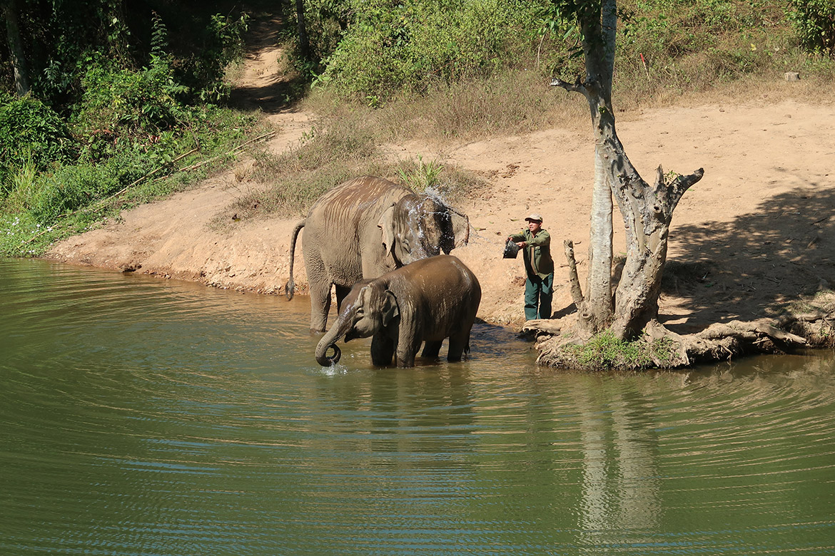 Luang Prabang: Elephant Conservation Centre