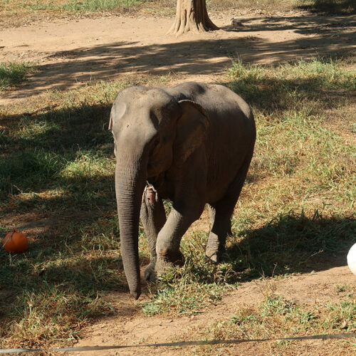 Elephant looking for treats