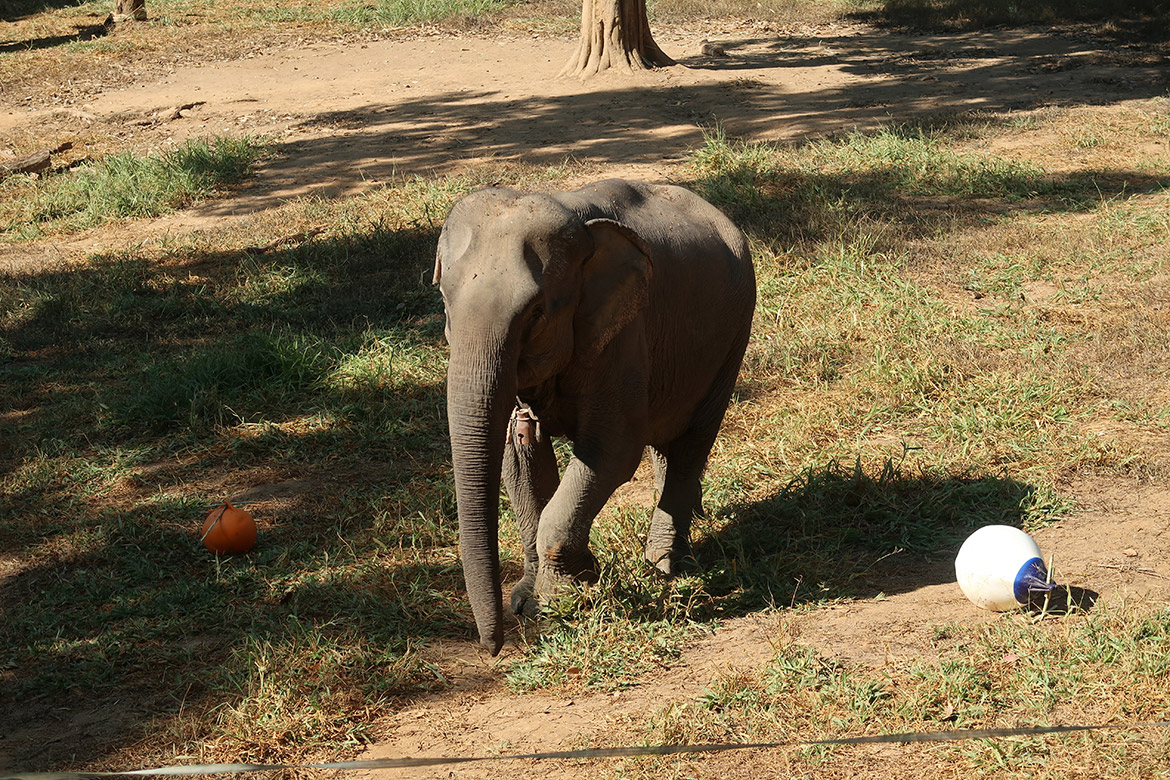 Luang Prabang: Elephant Conservation Centre