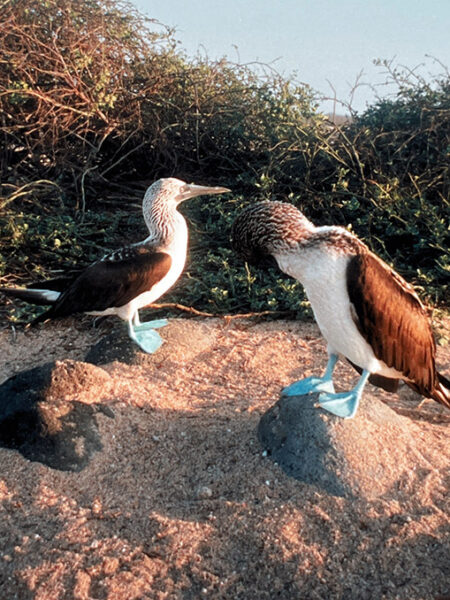 Blue-footed boobies