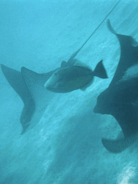 Manta rays