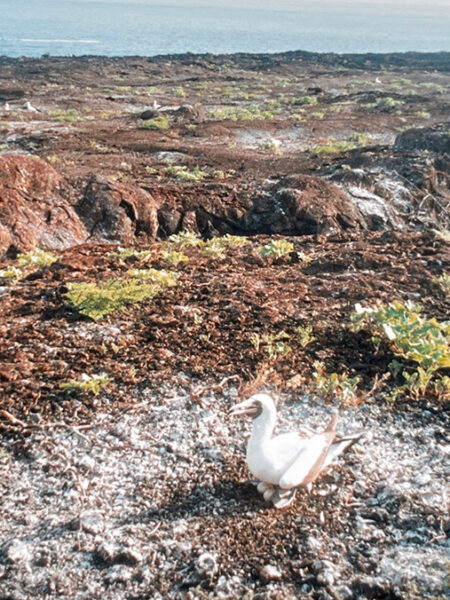 Nesting booby