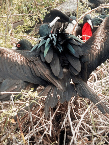 Frigate birds
