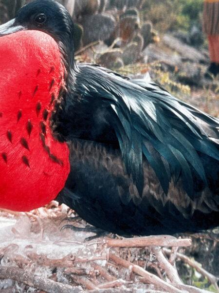 Frigate bird