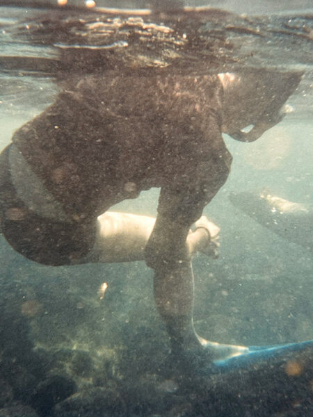 Swimming with sea lions