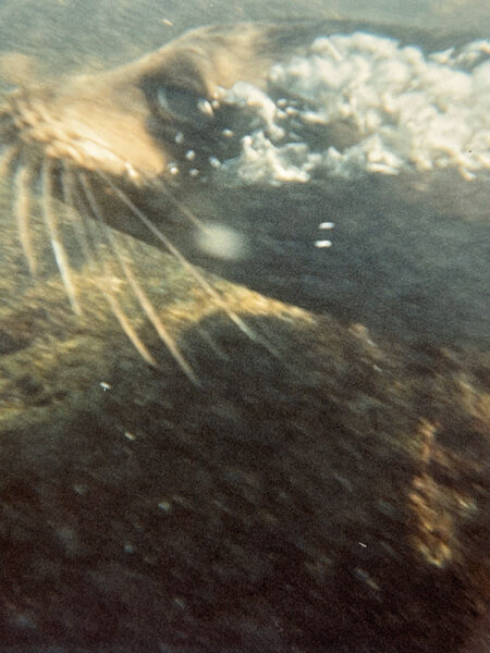 Swimming with sea lions