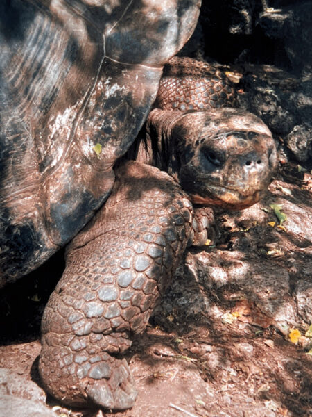 Land turtle, Charles Darwin Research Centre