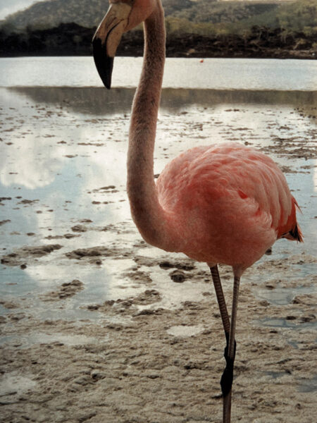 Flamingos, Punta Cormoran