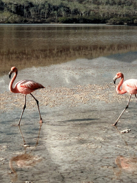Flamingos, Punta Cormoran