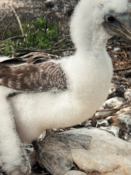 Booby chick