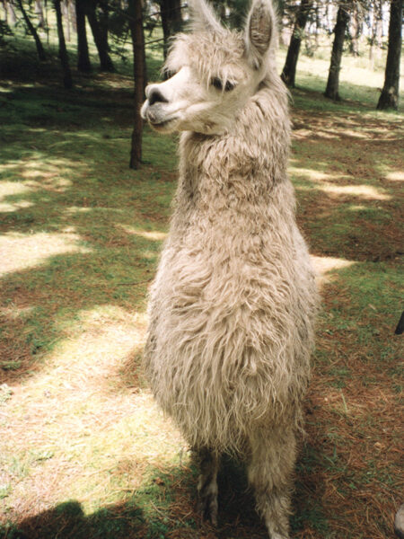 Friendly llama