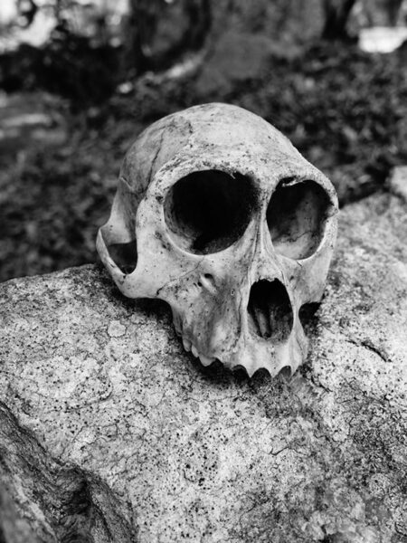 Monkey skull
