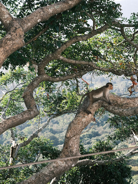 Mihintale monkeys