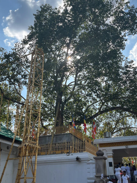Shri Maha Bohi