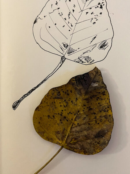 Shri Maha Bohi leaf