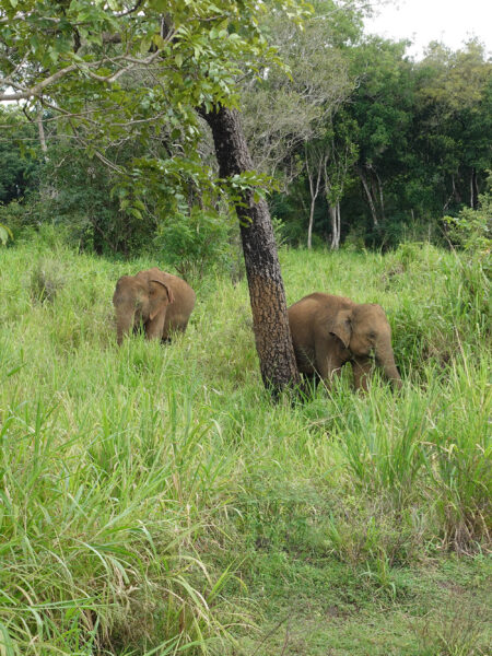 Hurulu Eco-Park