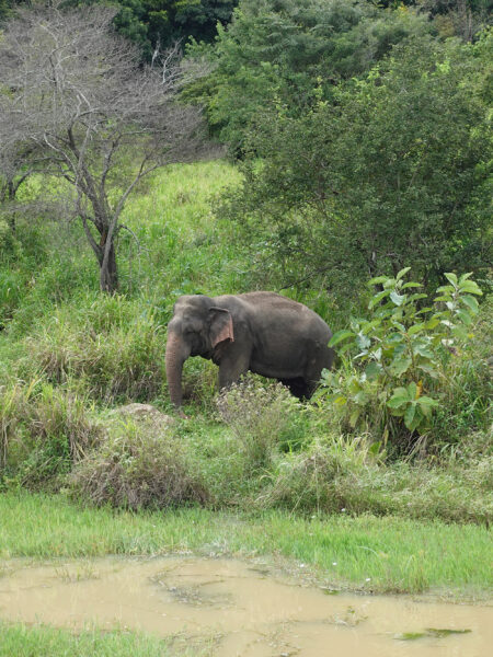 Hurulu Eco-Park