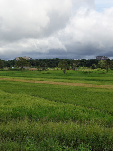 Paddy fields