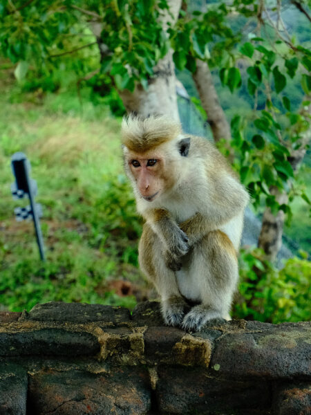 Cold monkey