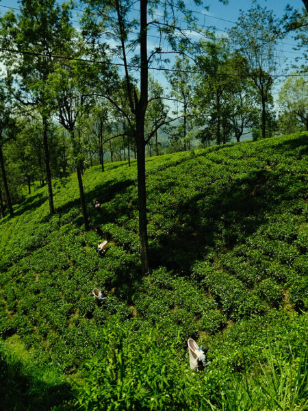 Tea plantations