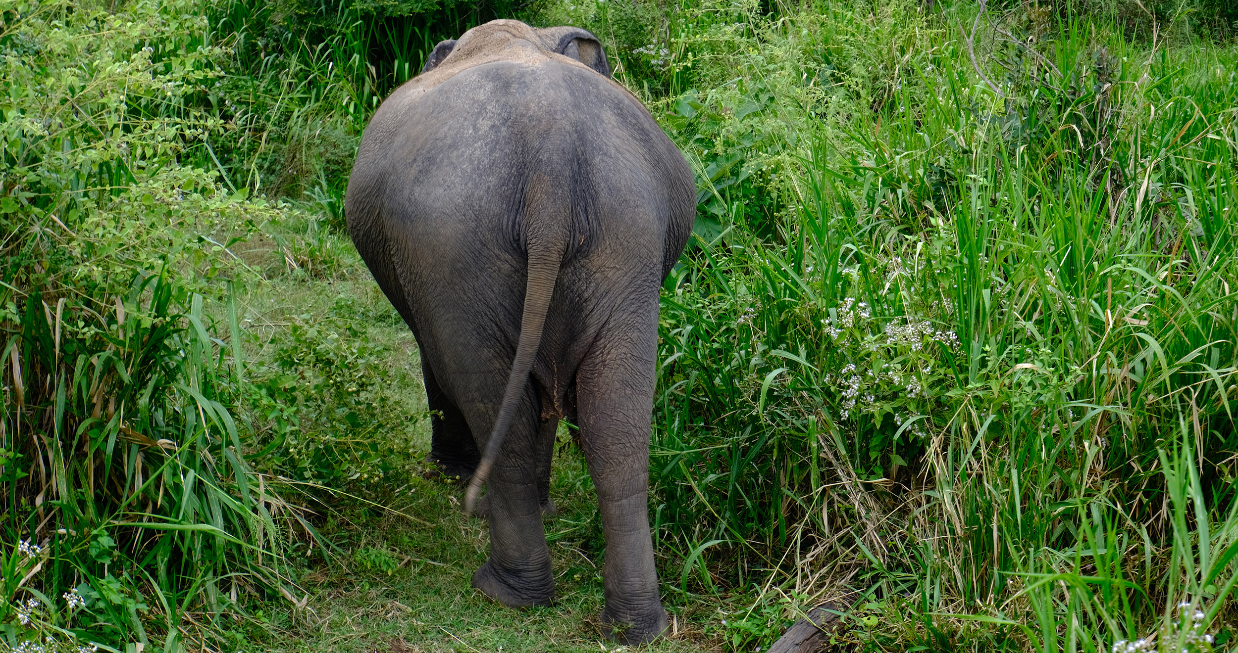 Hurulu Eco-Park: Elephants!
